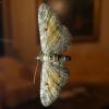 Eupithecia icterata